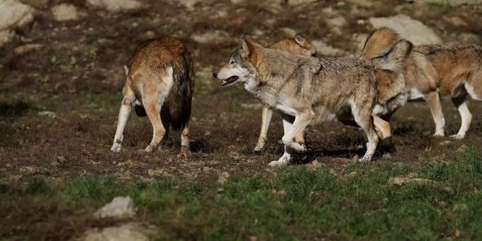 Erneut Deutlich Mehr Wolfsrudel In Deutschland Gemeldet