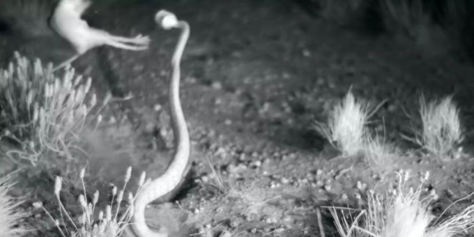 Mit einem beeindruckenden Tritt entledigt sich die Ratte ihres Jägers. Bild: UC Riverside/San Diego State University Mit einem beeindruckenden Tritt entledigt sich die Ratte ihres Jägers. Bild: UC Riverside/San Diego State University