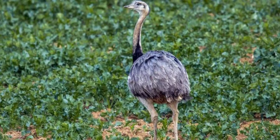 Die Laufvögel sind ursprünglich in Südamerika beheimatet. Foto: Jens B tner/dpa-Zentralbild/dpa