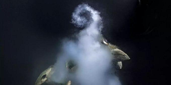 Bestes Wildtier. Foto: Laurent Ballesta/Wildlife Photographer of the Year/PA Media/dpa Bestes Wildtier. Foto: Laurent Ballesta/Wildlife Photographer of the Year/PA Media/dpa