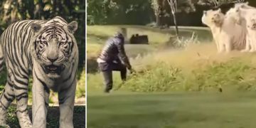 tiger