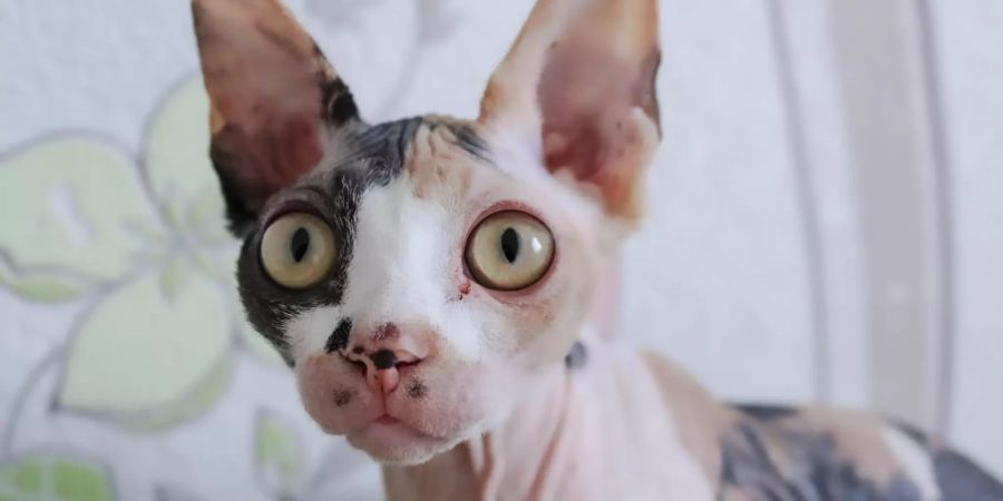 Sphynx Katze