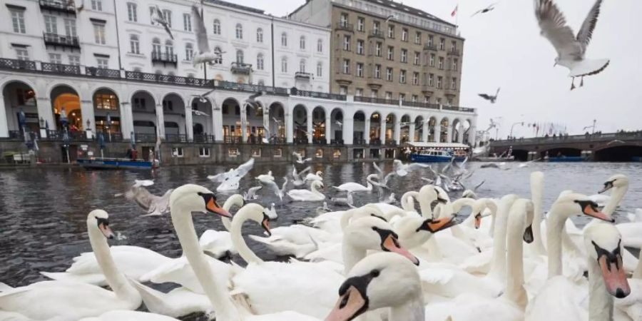 Schwäne werden in der Rathausschleuse zusammengetrieben. Die Hamburger Alsterschwäne werden in ihr Winterquartier gebracht. Foto: Georg Wendt/dpa