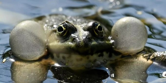 Viele Amphibienarten sind gefährdet. (Symbolbild) Amphibienarten