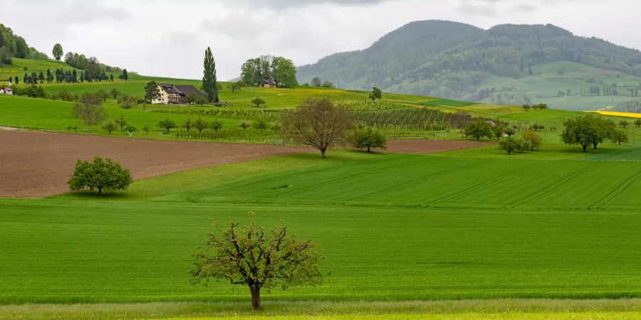 Landwirtschaftszone in Wenslingen.