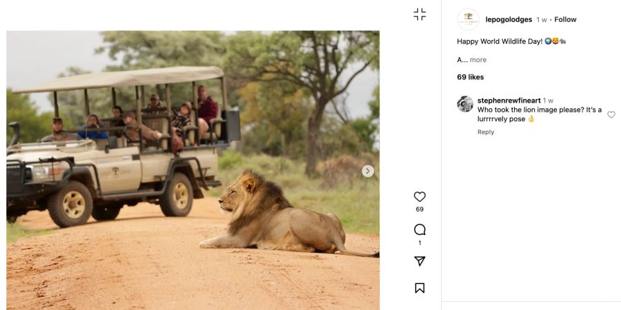 Instagram Post Safari Löwe.