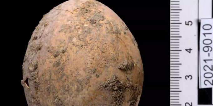 Seltener Fund - Archäologen finden rund 1000 Jahre altes Hühnerei