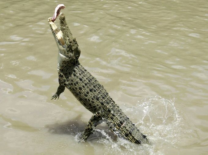 krokodil