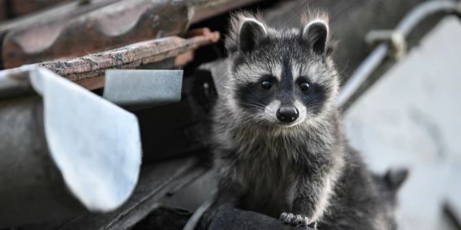 zürcher unterland waschbär