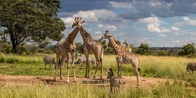 Mehrere wilde Tiere, Zebra und Giraffe in Steppe, Afrika.