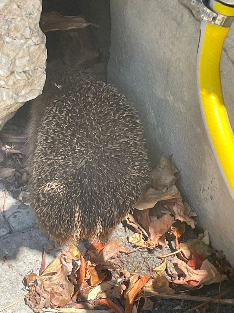 Der durstige Igel trinkt Wasser aus der bereitgestellten Wasserschale.