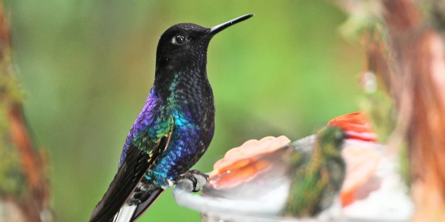 Colibri Nahaufnahme Ecuador