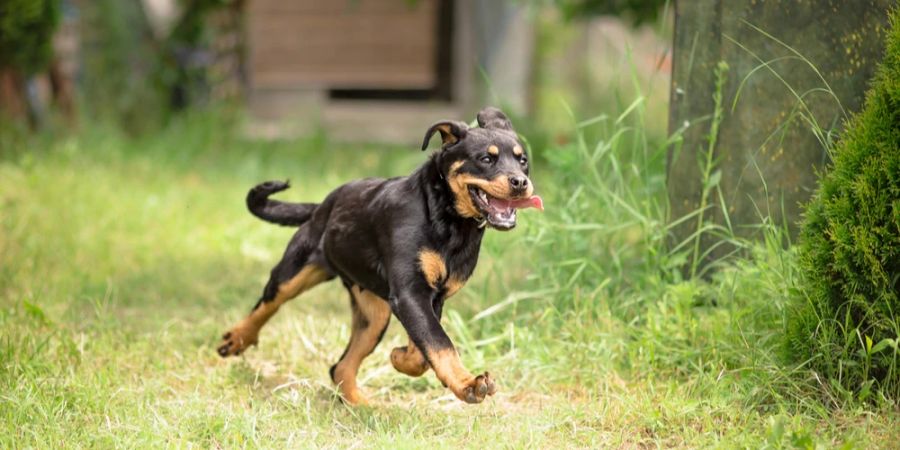 Junger Rottweiler rennt über Wiese