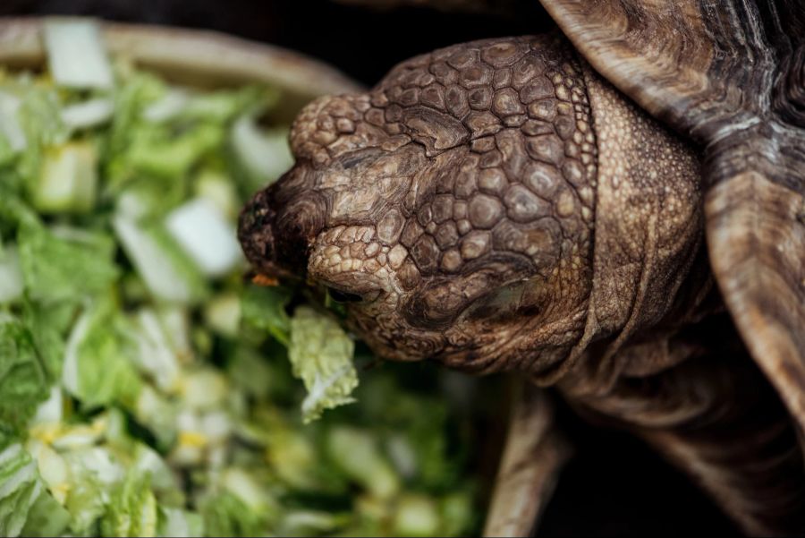 Schildkröte frisst