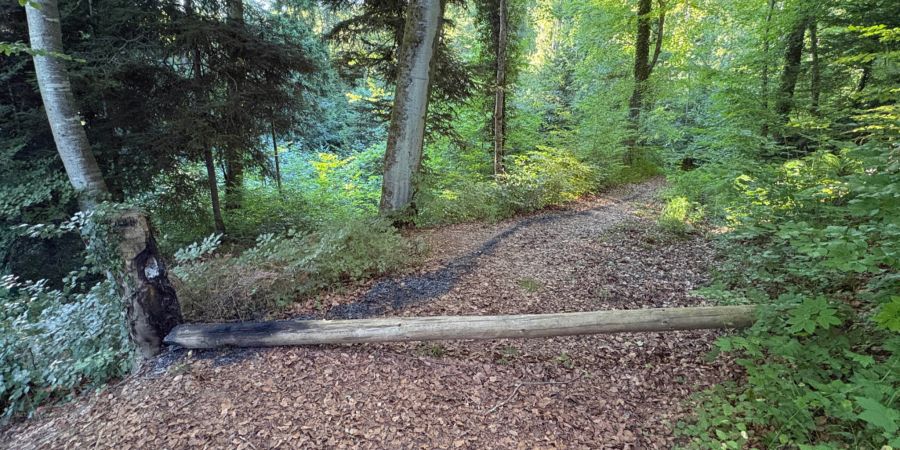 Baumstamm Brand
