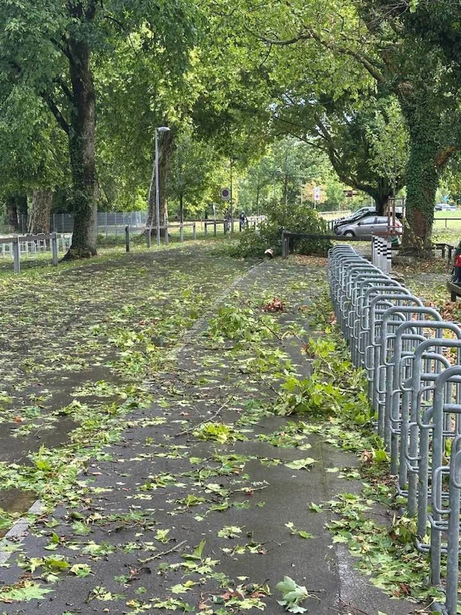 In Aarau sind mehrere Bäume umgestürzt.