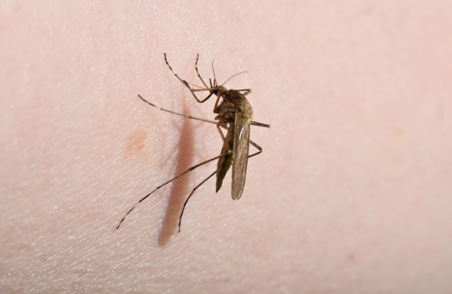 Die verbreitetste Mückenart hierzulande ist die Gemeine Hausmücke, die sich bei Hitze schneller entwickelt als bei Kälte.
