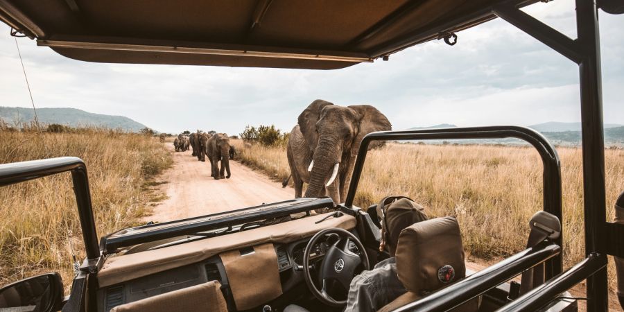 Touristen Safari
