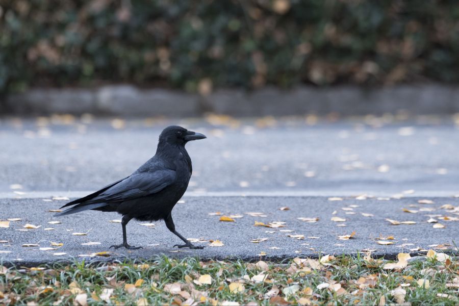 krähen