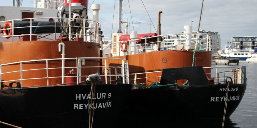 ARCHIV - Die Walfangschiffe Hvalur 9 (l) und Hvalur 8 liegen im Hafen. Foto: Steffen Trumpf/dpa