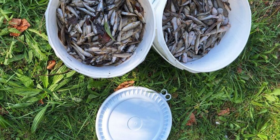 Rund 1000 tote Fische mussten aus der Glatt gefischt werden.