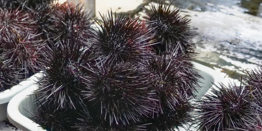 seeigel massensterben parasit