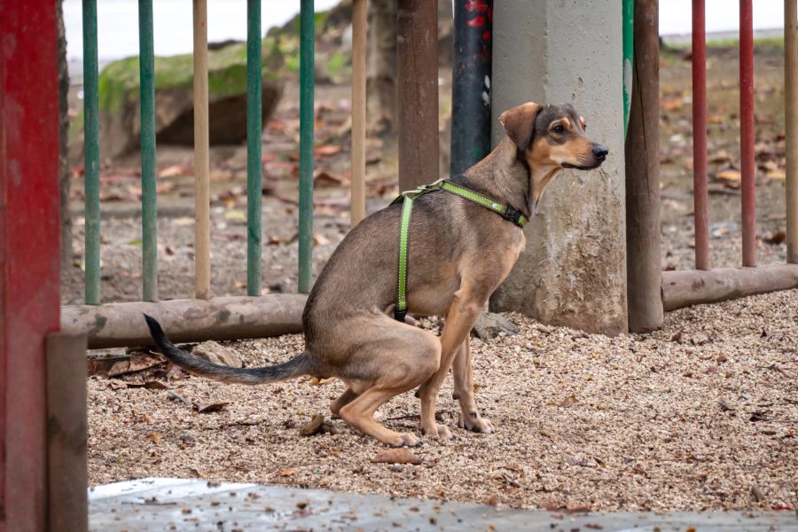 Ein Indikator, dass Sie mit dem Hund zum Tierarzt gehen müssen, ist es, wenn der Hund regelmässig an Verstopfung leidet. So können Sie den Ursachen auf den Grund gehen.