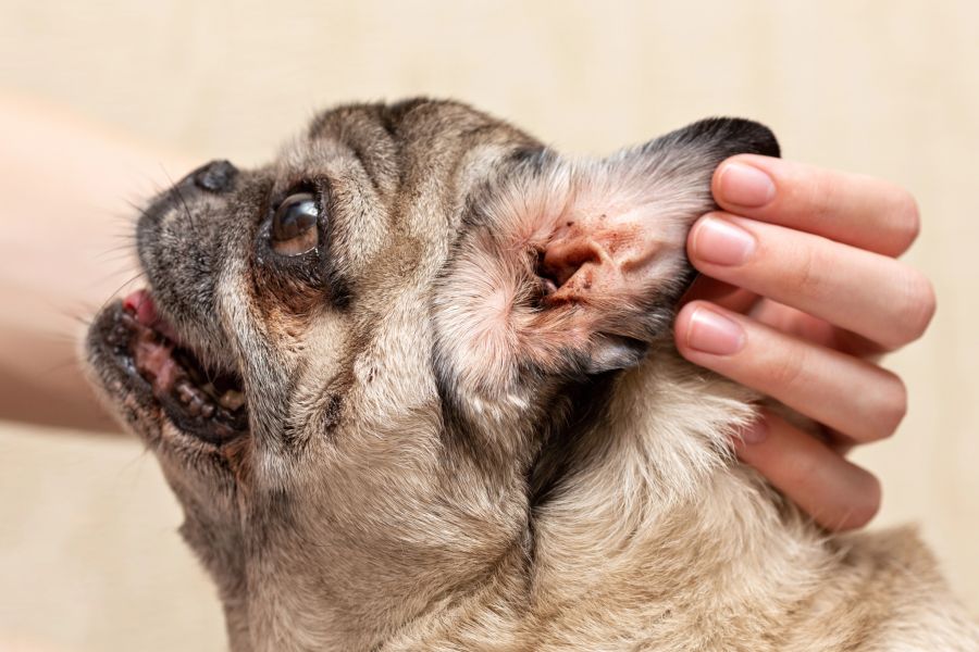 hund ohren taub alt