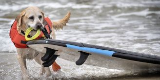 Jöööh-Bilder! - Hunde wetteifern in USA um Surftitel Jöööh-Bilder! - Hunde wetteifern in USA um Surftitel