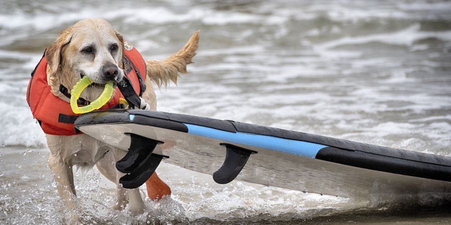 Hunde Surfen