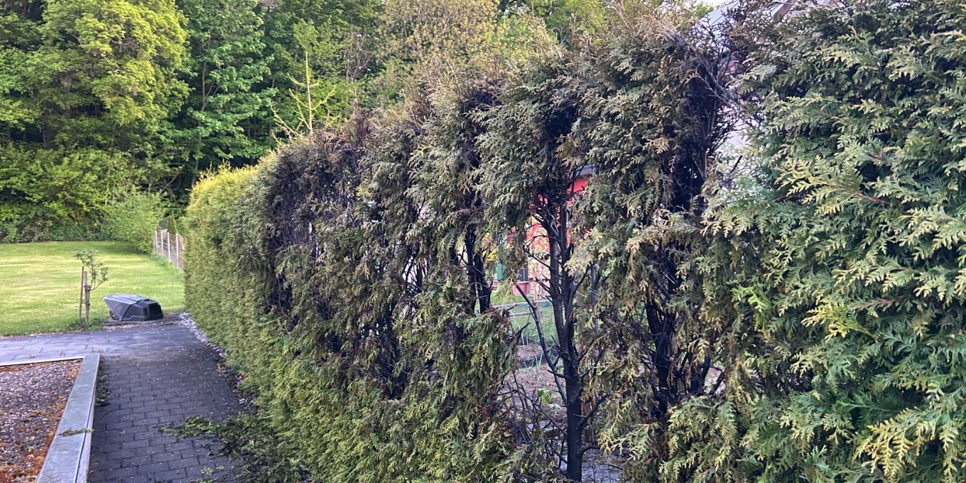Thuja Hecke Verboten