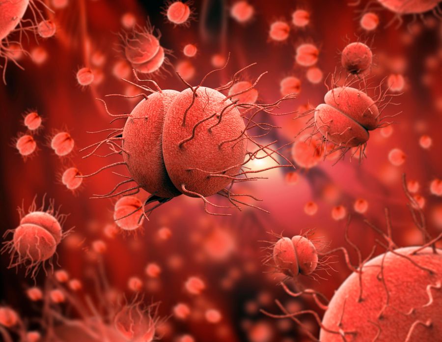 Das Tripper verursachende Bakterium Neisseria gonorrhoeae ist dem Meningitis B verursachenden Bakterium Neisseria meningitidis sehr ähnlich. (Symbolbild)