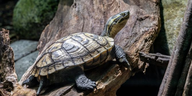 Annam-Bachschildkröte