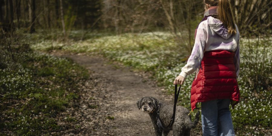 Zürcher Hundehalter müssen seit Anfang Monat neue Pflicht-Kurse absolvieren.