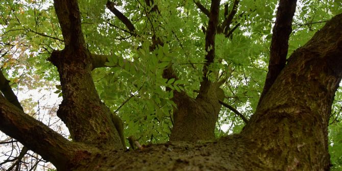 Esche Stamm Baum Blätter