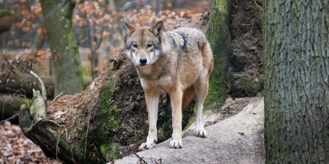Wolf