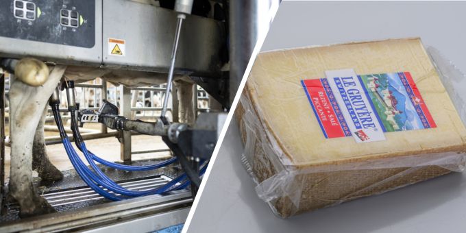 Derzeit wird diskutiert, ob künftig auch von Robotern gemolkene Milch für die Produktion von Gruyère verwendet werden darf. Gruyère