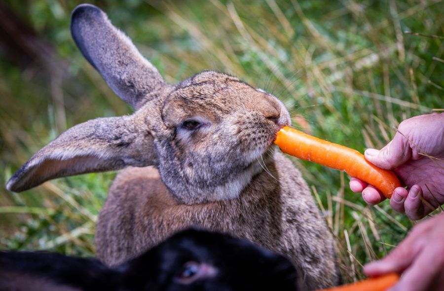 Hasen können gerne dem Zoo abgegeben werden. (Symbolbild)