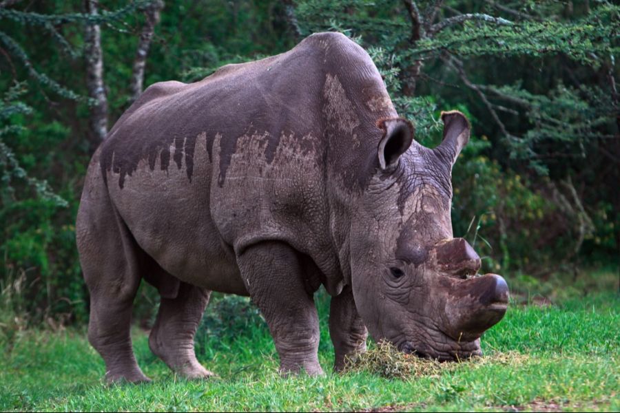 Sudan war das letzte männliche Nördliche Breitmaulnashorn.