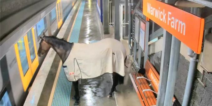 G'day, mate! Ein Pferd will in Australien offenbar mit dem ÖV reisen. Pferd Sydney