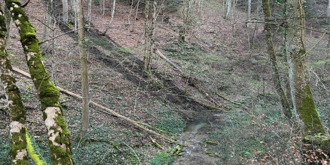 Obertlochbach in Eptingen BL mit Gülle verunreinigt. Obertlochbach in Eptingen BL