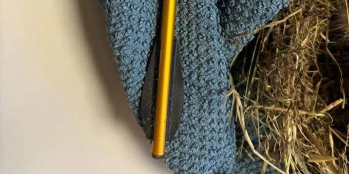 Tote Katze in Netstal: Ein Armbrustpfeil steckte im Körper. Netstal