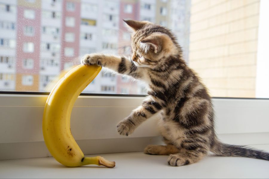 Katze mit Banane