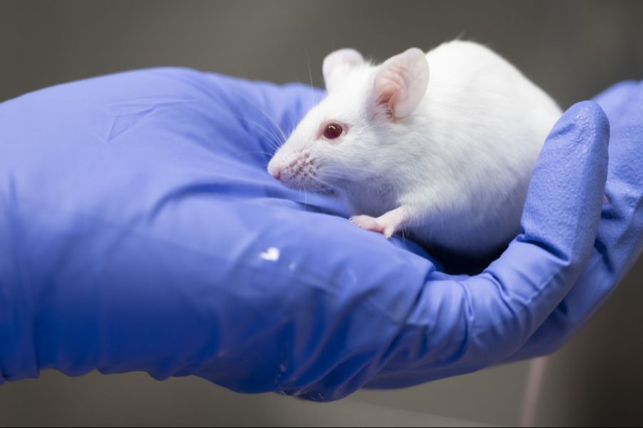 Klinische Versuche an Haustieren würden möglicherweise zuverlässigere Ergebnisse bringen als Tests an Mäusen.
