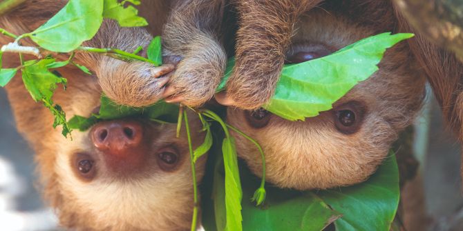 Faultier Blätter Pärchn Überkopf