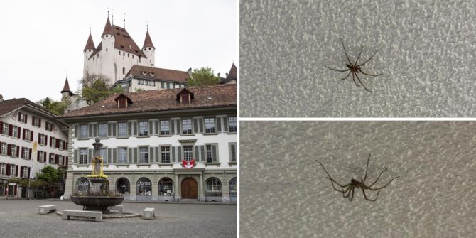 Spinne Wohnung Thun
