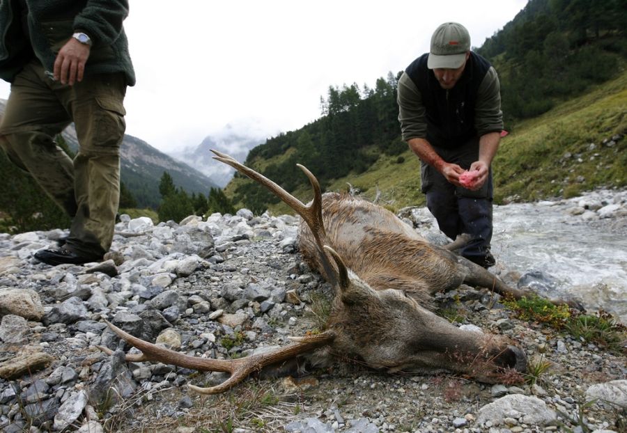 Die Folge: 2024 wurden so viele Hirsche geschossen, wie noch nie im Kanton St. Gallen. (Archivbild aus Graubünden)