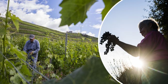 wein winzer psychische probleme