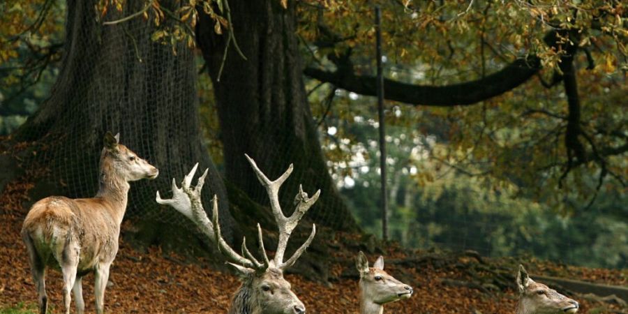 In der Stadt Luzern soll es den Hirschpark weiterhin geben. (Archivaufnahme vom Wildpark Langenberg)