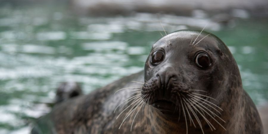 Seehundemännchen «Saluk» starb im August 2025 nach einer Operation.
